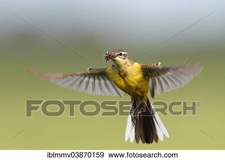 "Western Yellow Wagtail (Motacilla flava) in hovering flight with prey, approaching, Strohauser Plate, Lower Saxony, Germany, Europe" View Large Photo Image Stock Photo - "Western Yellow Wagtail (Motacilla flava) in hovering flight with prey, approaching, Strohauser Plate, Lower Saxony, Germany, Europe". Fotosearch