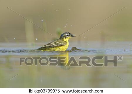 "Western Yellow Wagtail (Motacilla flava) taking a bath, Saxony-Anhalt, Germany, Europe" View Large Photo Image Stock Photography - "Western Yellow Wagtail (Motacilla flava) taking a bath, Saxony-Anhalt, Germany, Europe". Fotosearch