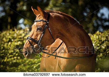 "Westphalian gelding, sorrel, wearing an English bridle" View Large Photo Image Stock Photo - "Westphalian gelding, sorrel, wearing an English bridle". Fotosearch