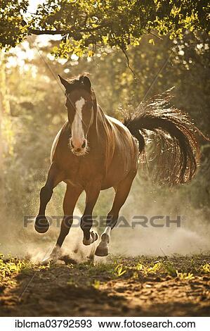 "Westphalian mare, Bay with blaze, in galopp stride against the light" View Large Photo Image Stock Image - "Westphalian mare, Bay with blaze, in galopp stride against the light". Fotosearch