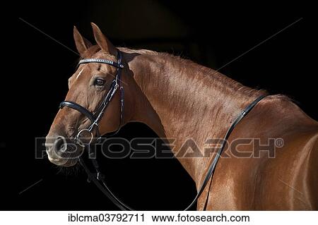"Westphalian mare, sorrel with a facial marking, portrait wearing an English bridle" View Large Photo Image Stock Image - "Westphalian mare, sorrel with a facial marking, portrait wearing an English bridle". Fotosearch