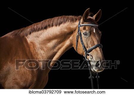 "Westphalian mare, sorrel with a facial marking, portrait wearing an English bridle" View Large Photo Image Stock Photo - "Westphalian mare, sorrel with a facial marking, portrait wearing an English bridle". Fotosearch