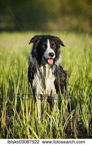 "Wet Border Collie standing in the reeds, Germany, Europe" View Large Photo Image Stock Image - "Wet Border Collie standing in the reeds, Germany, Europe". Fotosearch