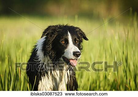 "Wet Border Collie standing in the reeds, Germany, Europe" View Large Photo Image Stock Image - "Wet Border Collie standing in the reeds, Germany, Europe". Fotosearch