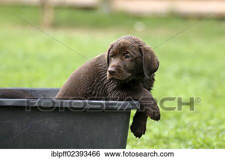 "Wet brown Labrador Retriever, puppy sitting in a plastic tub" View Large Photo Image Stock Photograph - "Wet brown Labrador Retriever, puppy sitting in a plastic tub". Fotosearch