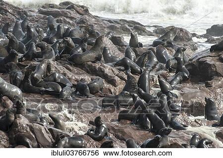 "Wet Cape Seals (Arctocephalus pusillus) on rocky shore with crushing waves, Cape Cross, Erongo Region, Namibia, Africa" View Large Photo Image Stock Photograph - "Wet Cape Seals (Arctocephalus pusillus) on rocky shore with crushing waves, Cape Cross, Erongo Region, Namibia, Africa". Fotosearch