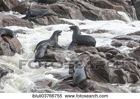 "Wet Cape Seals (Arctocephalus pusillus) on rocky shore with crushing waves, Cape Cross, Erongo Region, Namibia, Africa" View Large Photo Image Stock Photography - "Wet Cape Seals (Arctocephalus pusillus) on rocky shore with crushing waves, Cape Cross, Erongo Region, Namibia, Africa". Fotosearch