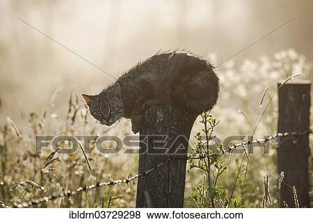 "Wet cat lurking on a fence post, Warmian-Masurian Voivodeship, Poland, Europe" View Large Photo Image Stock Photo - "Wet cat lurking on a fence post, Warmian-Masurian Voivodeship, Poland, Europe". Fotosearch