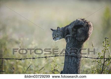 "Wet cat lurking on a fence post, Warmian-Masurian Voivodeship, Poland, Europe" View Large Photo Image Stock Photo - "Wet cat lurking on a fence post, Warmian-Masurian Voivodeship, Poland, Europe". Fotosearch