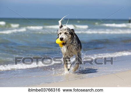 "Wet dog with a rubber duck in its mouth on the beach, Mecklenburg-Western Pomerania, Germany, Europe" View Large Photo Image Stock Photograph - "Wet dog with a rubber duck in its mouth on the beach, Mecklenburg-Western Pomerania, Germany, Europe". Fotosearch