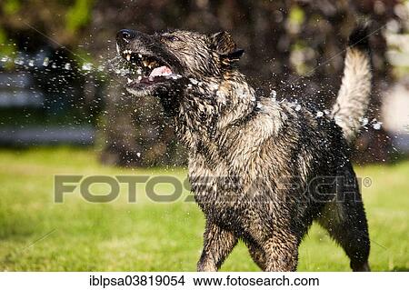 "Wet German Shepherd dog shaking off water, Austria, Europe" View Large Photo Image Picture - "Wet German Shepherd dog shaking off water, Austria, Europe". Fotosearch