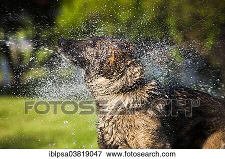 Stock Photo - "Wet German Shepherd dog shaking off water, Austria, Europe". Fotosearch