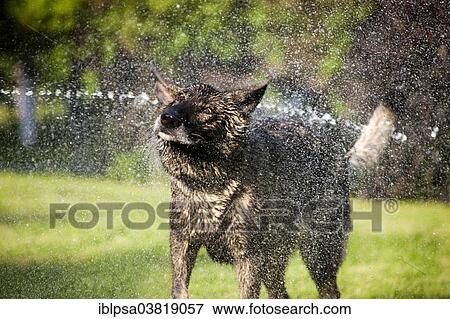 "Wet German Shepherd dog shaking off water, Austria, Europe" View Large Photo Image Stock Photo - "Wet German Shepherd dog shaking off water, Austria, Europe". Fotosearch