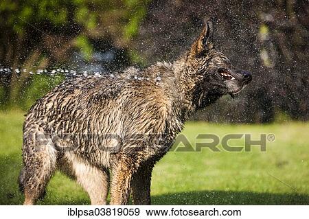 "Wet German Shepherd dog shaking off water, Austria, Europe" View Large Photo Image Stock Photo - "Wet German Shepherd dog shaking off water, Austria, Europe". Fotosearch