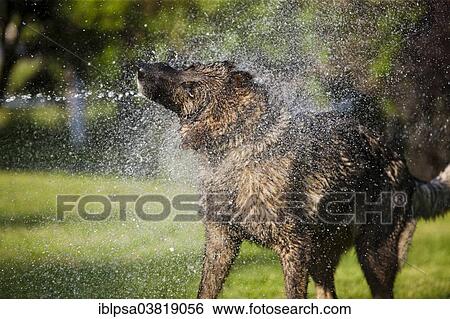 "Wet German Shepherd dog shaking off water, Austria, Europe" View Large Photo Image Stock Photograph - "Wet German Shepherd dog shaking off water, Austria, Europe". Fotosearch