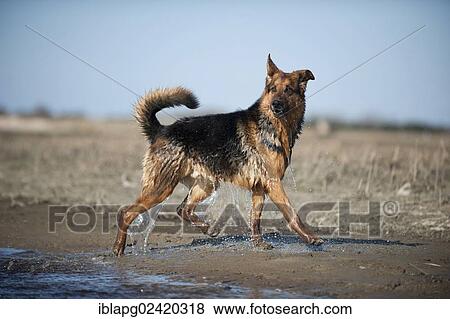 Wet German Shepherd running along the lakeshore View Large Photo Image Stock Photo - Wet German Shepherd running along the lakeshore. Fotosearch