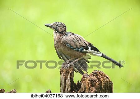"Wet Jay (Garrulus glandarius), Grunau, Almtal, Salzkammergut, Upper Austria, Austria, Europe" View Large Photo Image Stock Photo - "Wet Jay (Garrulus glandarius), Grunau, Almtal, Salzkammergut, Upper Austria, Austria, Europe". Fotosearch