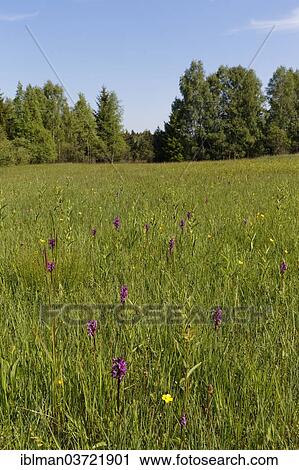"Wet meadow with orchis, Magnetsrieder Hardt Nature Reserve, near Weilheim, Naturschutzgebiet Magnetsrieder Hardt, Magnetsried, Upper Bavaria, Bavaria, Germany, Europe" View Large Photo Image Stock Image - "Wet meadow with orchis, Magnetsrieder Hardt Nature Reserve, near Weilheim, Naturschutzgebiet Magnetsrieder Hardt, Magnetsried, Upper Bavaria, Bavaria, Germany, Europe". Fotosearch