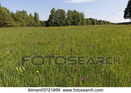 "Wet meadow with orchis near Weilheim, Naturschutzgebiet Magnetsrieder Hardt, Magnetsried, Upper Bavaria, Bavaria, Germany, Europe" View Large Photo Image Stock Photo - "Wet meadow with orchis near Weilheim, Naturschutzgebiet Magnetsrieder Hardt, Magnetsried, Upper Bavaria, Bavaria, Germany, Europe". Fotosearch