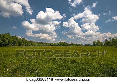 "Wet meadow with summer clouds, Monchbruch Nature Reserve, Morfelden, Hesse, Germany, Europe" View Large Photo Image Stock Photo - "Wet meadow with summer clouds, Monchbruch Nature Reserve, Morfelden, Hesse, Germany, Europe". Fotosearch
