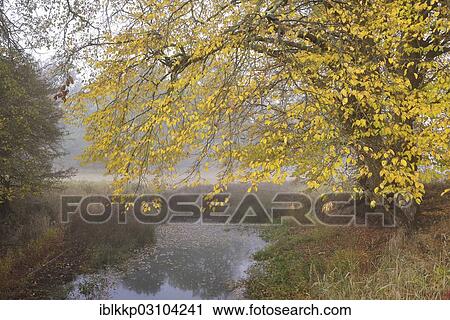 Stock Image - "Wetland landscape in the early morning, NSG Pelze, Dessau-Worlitz, Saxony-Anhalt, Germany, Europe". Fotosearch