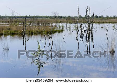 "Wetland regeneration area, Haren, Emsland, Lower Saxony, Germany, Europe" View Large Photo Image Picture - "Wetland regeneration area, Haren, Emsland, Lower Saxony, Germany, Europe". Fotosearch