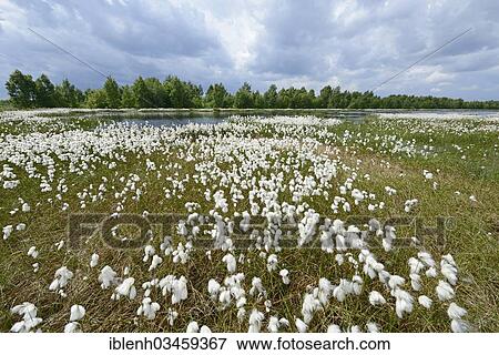 Stock Photo - "Wetland regeneration area with Common Cottongrass or Common Cottonsedge (Eriophorum angustifolium), Twist, Emsland, Lower Saxony, Germany, Europe". Fotosearch