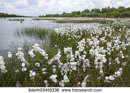 Stock Photograph - "Wetland regeneration area with Common Cottongrass or Common Cottonsedge (Eriophorum angustifolium), Twist, Emsland, Lower Saxony, Germany, Europe". Fotosearch