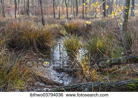 "Wetlands in a collapse sinkhole, Ettersberg, Weimar, Thuringia, Germany, Europe" View Large Photo Image Stock Photograph - "Wetlands in a collapse sinkhole, Ettersberg, Weimar, Thuringia, Germany, Europe". Fotosearch
