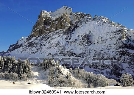 Stock Image - "Wetterhorn mountain, Swiss Alps, Switzerland, Europe". Fotosearch