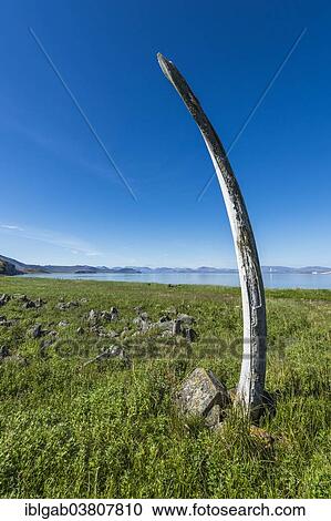 "Whale Bone Alley, Yttygran Island, Chukotka, Russia, Europe" View Large Photo Image Stock Image - "Whale Bone Alley, Yttygran Island, Chukotka, Russia, Europe". Fotosearch
