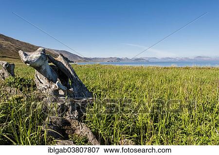 "Whale Bone Alley, Yttygran Island, Chukotka, Russia, Europe" View Large Photo Image Stock Photo - "Whale Bone Alley, Yttygran Island, Chukotka, Russia, Europe". Fotosearch