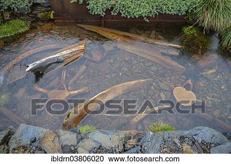 Stock Image - "Whale bones in the abandoned Grytviken whaling station, Grytviken, South Georgia and the South Sandwich Islands, Antarctica". Fotosearch