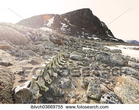 "Whale bones on a rocky coast, Spitsbergen Island, Svalbard Archipelago, Svalbard and Jan Mayen, Norway, Europe" View Large Photo Image Stock Photography - "Whale bones on a rocky coast, Spitsbergen Island, Svalbard Archipelago, Svalbard and Jan Mayen, Norway, Europe". Fotosearch