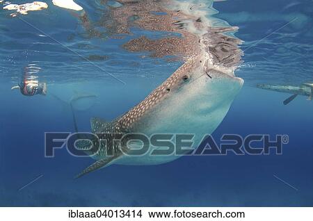 "Whale shark (Rhincodon typus) Bohol Sea, Oslob, Cebu, Philippines, Southeast Asia, Asia" View Large Photo Image Picture - "Whale shark (Rhincodon typus) Bohol Sea, Oslob, Cebu, Philippines, Southeast Asia, Asia". Fotosearch