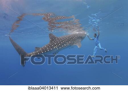 Stock Image - "Whale shark (Rhincodon typus) Bohol Sea, Oslob, Cebu, Philippines, Southeast Asia, Asia". Fotosearch