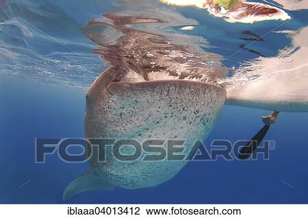 Stock Image - "Whale shark (Rhincodon typus) Bohol Sea, Oslob, Cebu, Philippines, Southeast Asia, Asia". Fotosearch