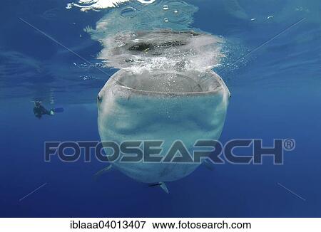 "Whale shark (Rhincodon typus) Bohol Sea, Oslob, Cebu, Philippines, Southeast Asia, Asia" View Large Photo Image Stock Photo - "Whale shark (Rhincodon typus) Bohol Sea, Oslob, Cebu, Philippines, Southeast Asia, Asia". Fotosearch
