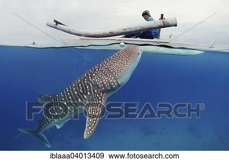 "Whale shark (Rhincodon typus) Bohol Sea, Oslob, Cebu, Philippines, Southeast Asia, Asia" View Large Photo Image Stock Photo - "Whale shark (Rhincodon typus) Bohol Sea, Oslob, Cebu, Philippines, Southeast Asia, Asia". Fotosearch