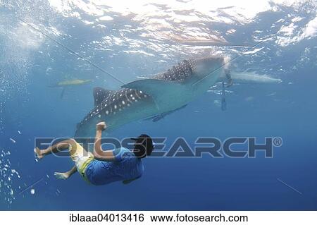 "Whale shark (Rhincodon typus) Bohol Sea, Oslob, Cebu, Philippines, Southeast Asia, Asia" View Large Photo Image Stock Photograph - "Whale shark (Rhincodon typus) Bohol Sea, Oslob, Cebu, Philippines, Southeast Asia, Asia". Fotosearch