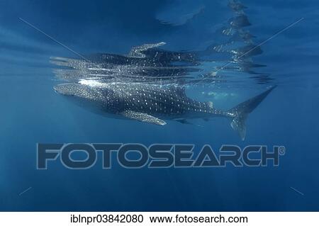 "Whale Shark (Rhincodon typus) just below the surface, Dimaniyat Islands nature reserve, Al Batinah region, Oman, Asia" View Large Photo Image Stock Image - "Whale Shark (Rhincodon typus) just below the surface, Dimaniyat Islands nature reserve, Al Batinah region, Oman, Asia". Fotosearch