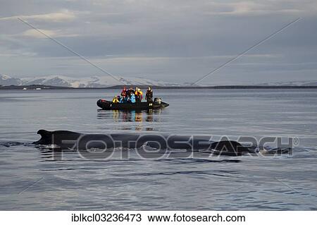 Stock Image - "Whale watching, tourists observing a surfacing Humpback Whale (Megaptera novaeangliae), Hinlopenstretet, Spitsbergen Island, Svalbard Archipelago, Svalbard and Jan Mayen, Norway, Europe". Fotosearch