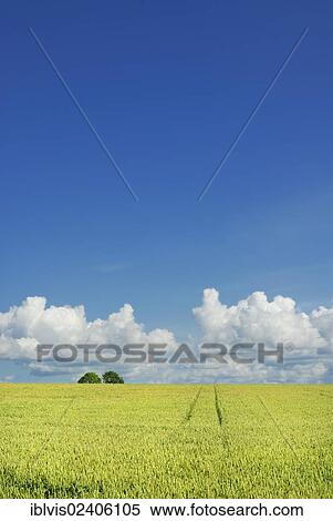 "Wheat field and blue sky, Sweden, Europe" View Large Photo Image Stock Photography - "Wheat field and blue sky, Sweden, Europe". Fotosearch