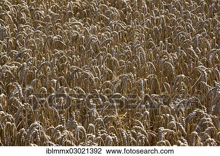 "Wheat field, cornfield, Lengfeld, Otzberg, Hesse, Germany, Europe" View Large Photo Image Stock Image - "Wheat field, cornfield, Lengfeld, Otzberg, Hesse, Germany, Europe". Fotosearch