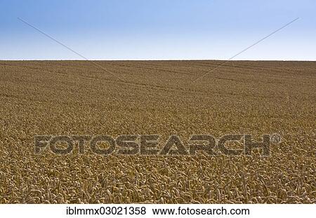 "Wheat field, cornfield, Ostheim, Nidderau, Hesse, Germany, Europe" View Large Photo Image Stock Photo - "Wheat field, cornfield, Ostheim, Nidderau, Hesse, Germany, Europe". Fotosearch