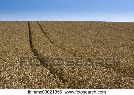 "Wheat field, cornfield, Ostheim, Nidderau, Hesse, Germany, Europe" View Large Photo Image Stock Photograph - "Wheat field, cornfield, Ostheim, Nidderau, Hesse, Germany, Europe". Fotosearch