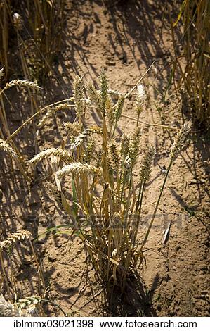 "Wheat field, cornfield, with parched soil, Ostheim, Nidderau, Hesse, Germany, Europe" View Large Photo Image Stock Photo - "Wheat field, cornfield, with parched soil, Ostheim, Nidderau, Hesse, Germany, Europe". Fotosearch