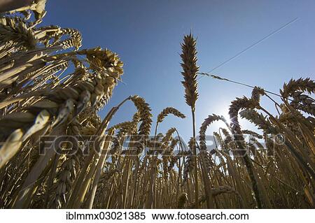 "Wheat field, cornfield, worm's eye view, Ostheim, Nidderau, Hesse, Germany, Europe" View Large Photo Image Stock Photography - "Wheat field, cornfield, worm's eye view, Ostheim, Nidderau, Hesse, Germany, Europe". Fotosearch
