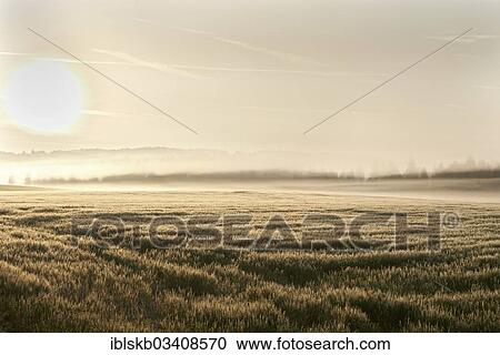 "Wheat field in the morning, backlit with fog, Leutstetten, Starnberg, Upper Bavaria, Bavaria, Germany, Europe" View Large Photo Image Stock Image - "Wheat field in the morning, backlit with fog, Leutstetten, Starnberg, Upper Bavaria, Bavaria, Germany, Europe". Fotosearch