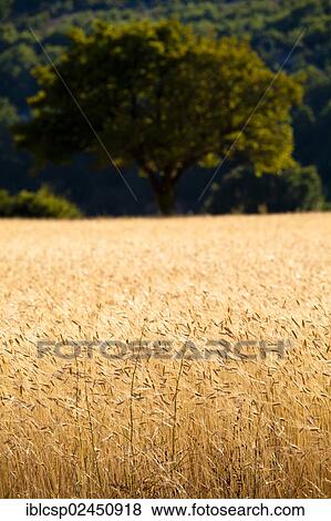 "Wheat field near Sault and Aurel, Vaucluse, Provence, France, Europe" View Large Photo Image Stock Photo - "Wheat field near Sault and Aurel, Vaucluse, Provence, France, Europe". Fotosearch